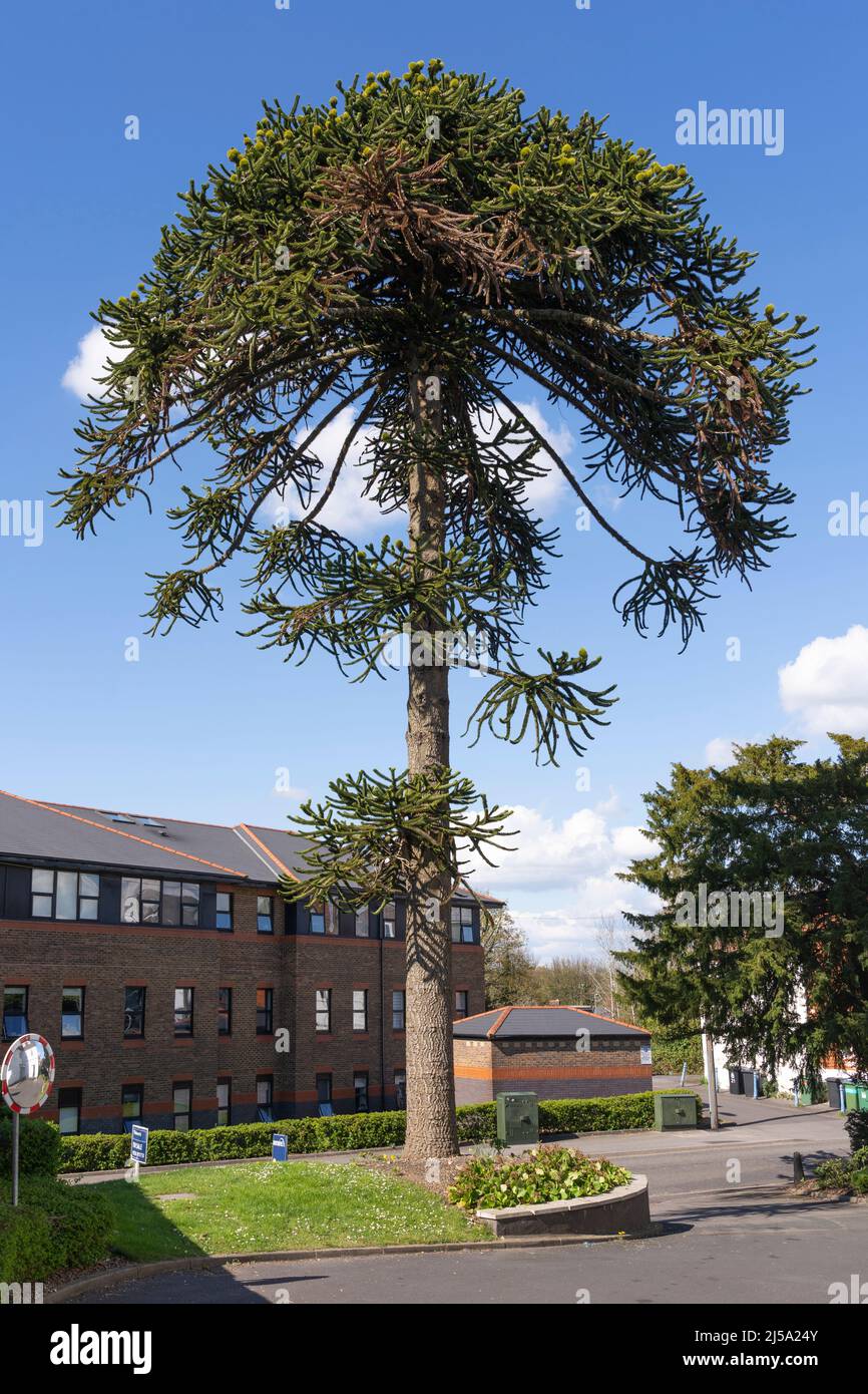 Raucaria Araucana (anche l'albero di puzzle scimmia, albero di coda scimmia, ceci o pino cileno) - albero sempreverde in crescita nel mese di aprile nella città di Basingstoke. REGNO UNITO Foto Stock