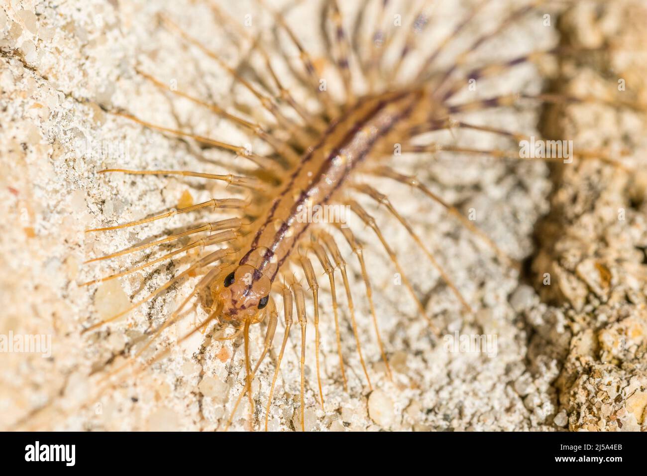 Casa (centipede La scutigera). Foto Stock