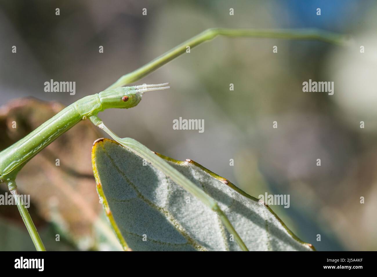 Insetto bastone europeo (Bacillus rossius) chiamato anche il bastone europeo bug o il bastone europeo e l'insetto bastone mediterraneo. Foto Stock