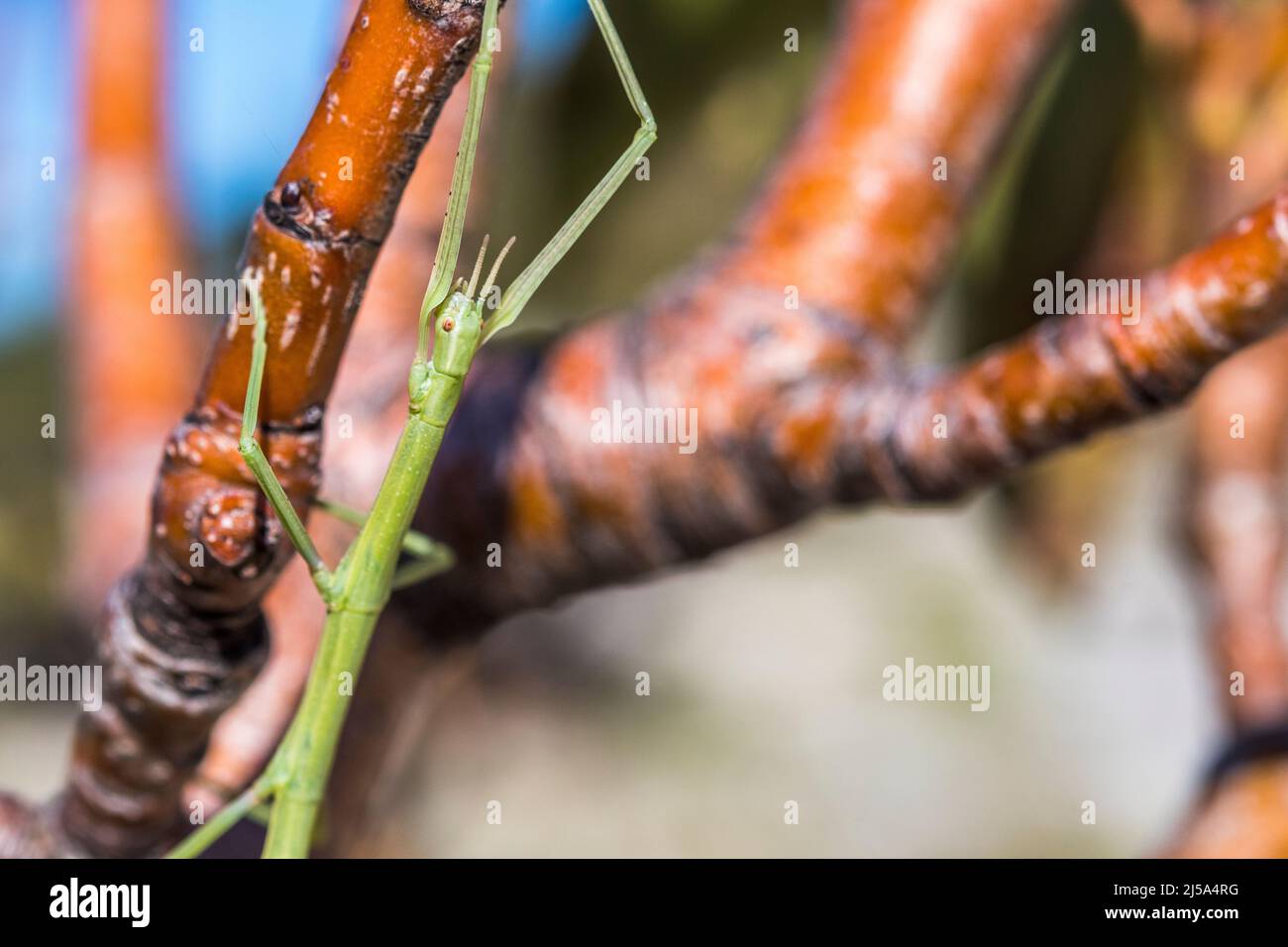 Insetto bastone europeo (Bacillus rossius) chiamato anche il bastone europeo bug o il bastone europeo e l'insetto bastone mediterraneo. Foto Stock
