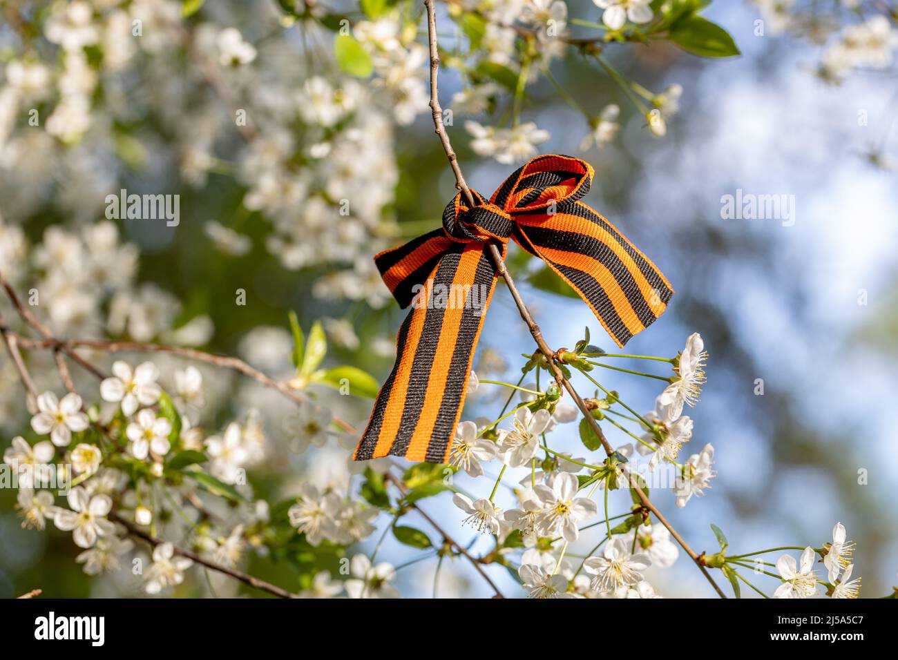 Il nastro di San Giorgio legato ai fiori di Cerry per il giorno della Vittoria del 9 maggio Foto Stock