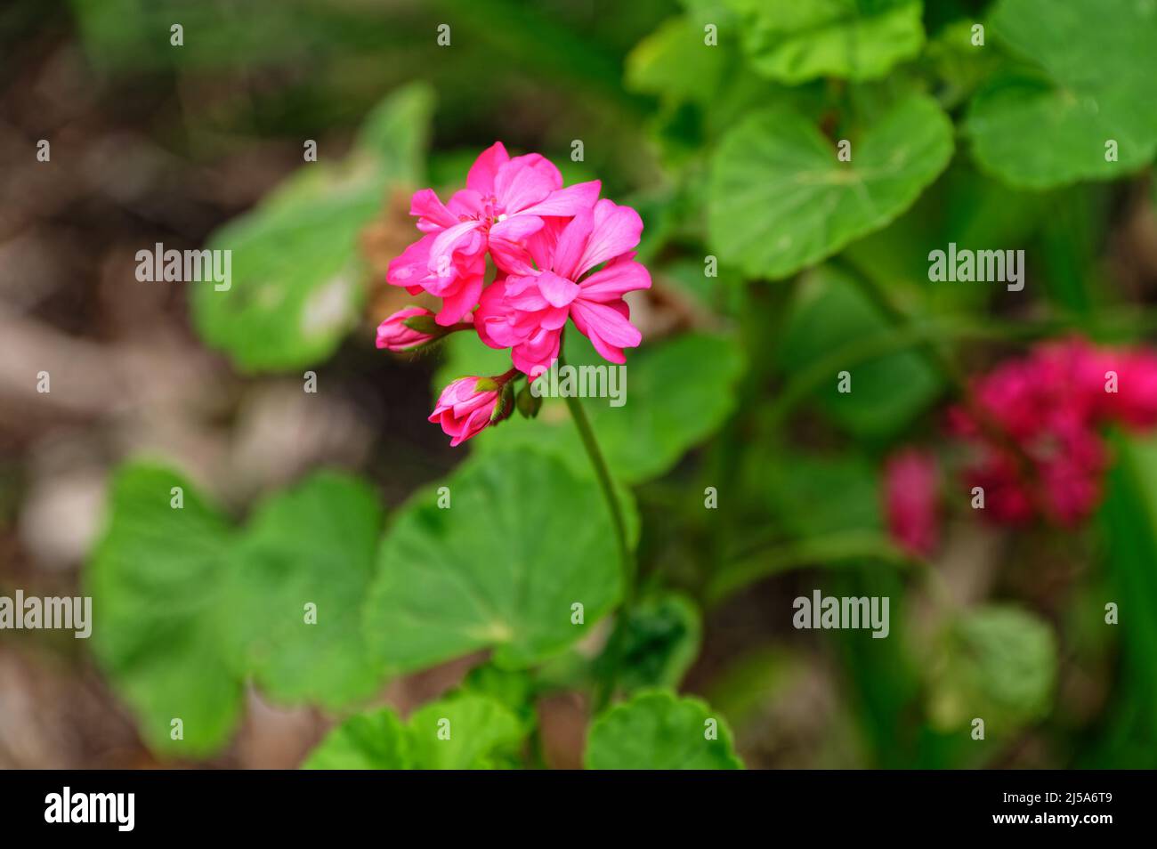 Geranio, un comune vecchio stile cottage giardino fiore Foto Stock