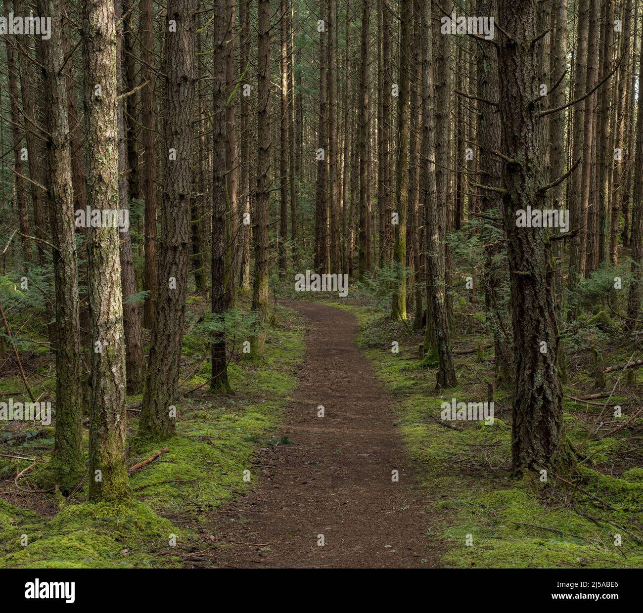 Il Mount Galiano Trail si snoda attraverso una foresta sull'isola di Galiano nella British Columbia, Canada. Foto Stock