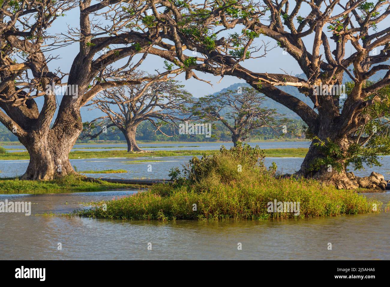 Splendidi paesaggi naturali in Sri Lanka - grandi alberi sul lago Foto Stock