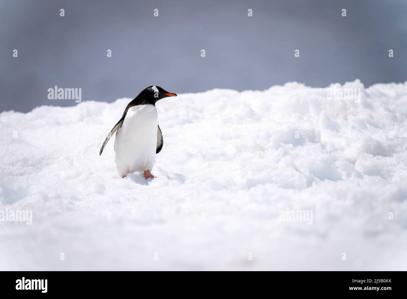 Pinguino Gentoo si alza allungando il collo nella neve Foto stock - Alamy