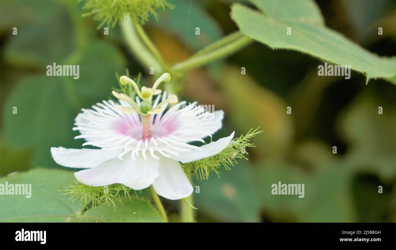 Fiori di Passiflora Foetida anche noto come Mosy passionflower, pop running, limone d'acqua selvaggia ecc. macchiati in BTM o lago di Madiwala Foto Stock