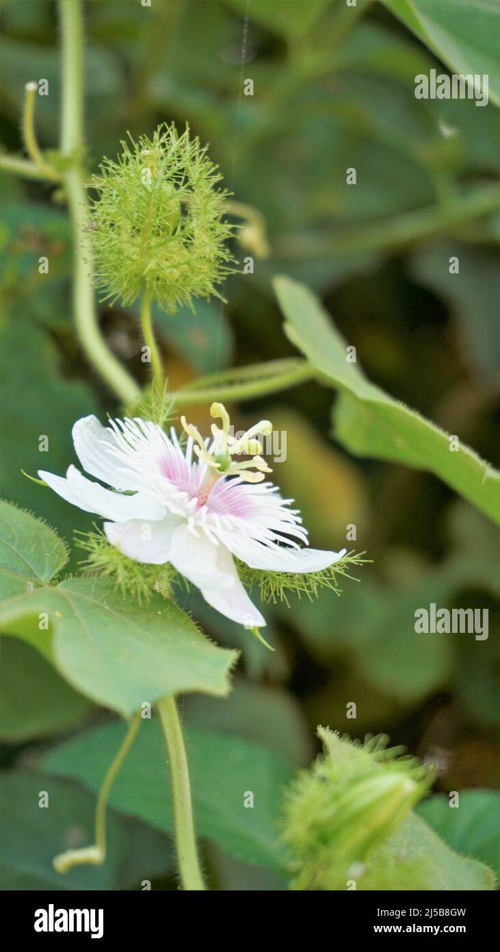 Fiori di Passiflora Foetida anche noto come Mosy passionflower, pop running, limone d'acqua selvaggia ecc. macchiati in BTM o lago di Madiwala Foto Stock