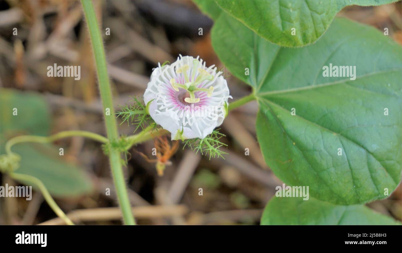 Fiori di Passiflora Foetida anche noto come Mosy passionflower, pop running, limone d'acqua selvaggia ecc. macchiati in BTM o lago di Madiwala Foto Stock