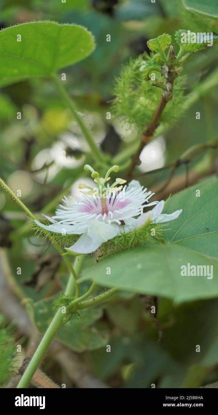 Fiori di Passiflora Foetida anche noto come Mosy passionflower, pop running, limone d'acqua selvaggia ecc. macchiati in BTM o lago di Madiwala Foto Stock