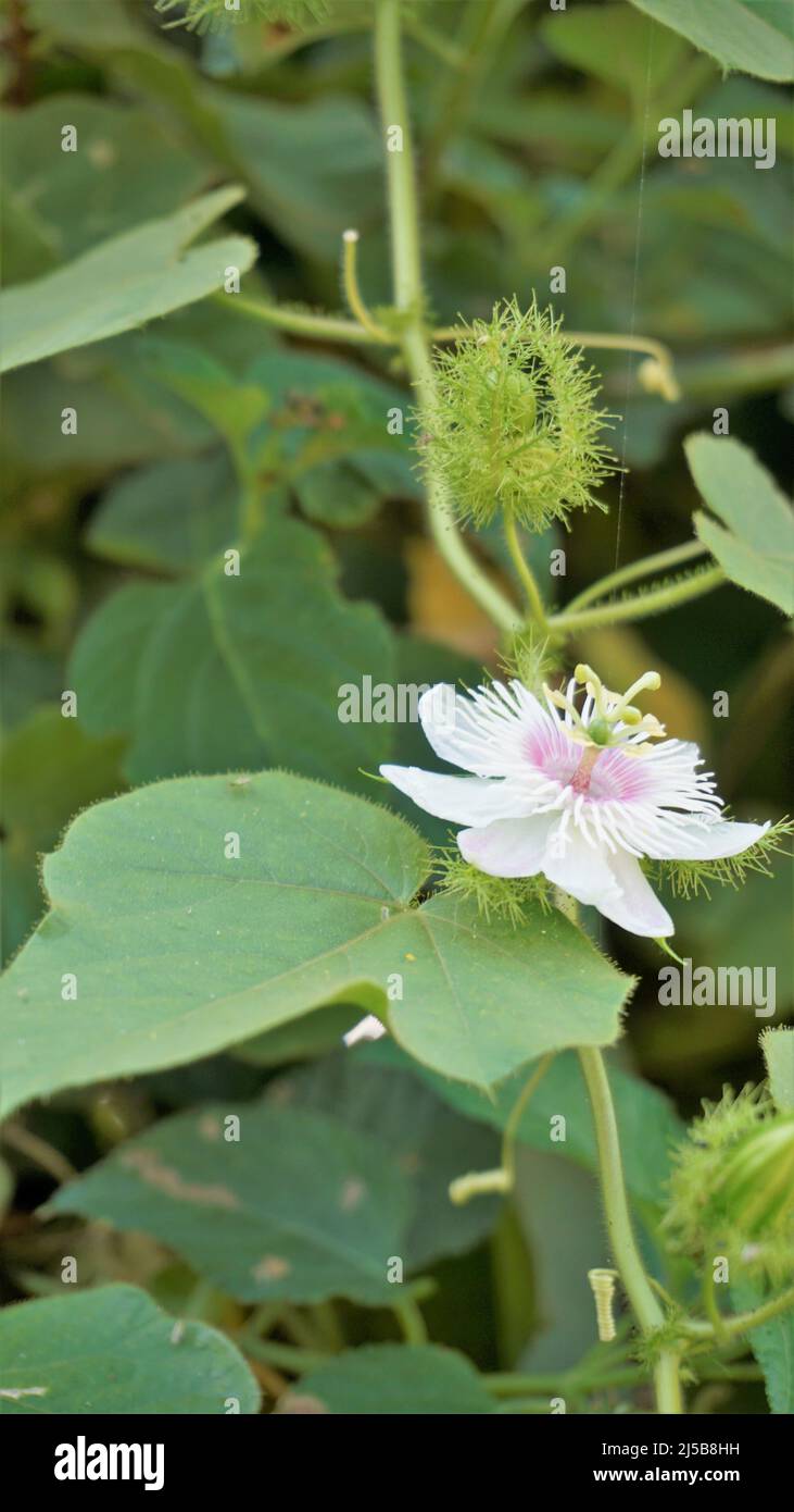Fiori di Passiflora Foetida anche noto come Mosy passionflower, pop running, limone d'acqua selvaggia ecc. macchiati in BTM o lago di Madiwala Foto Stock