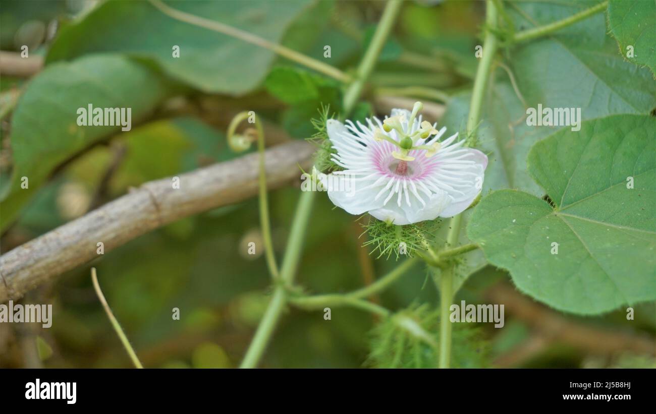 Fiori di Passiflora Foetida anche noto come Mosy passionflower, pop running, limone d'acqua selvaggia ecc. macchiati in BTM o lago di Madiwala Foto Stock