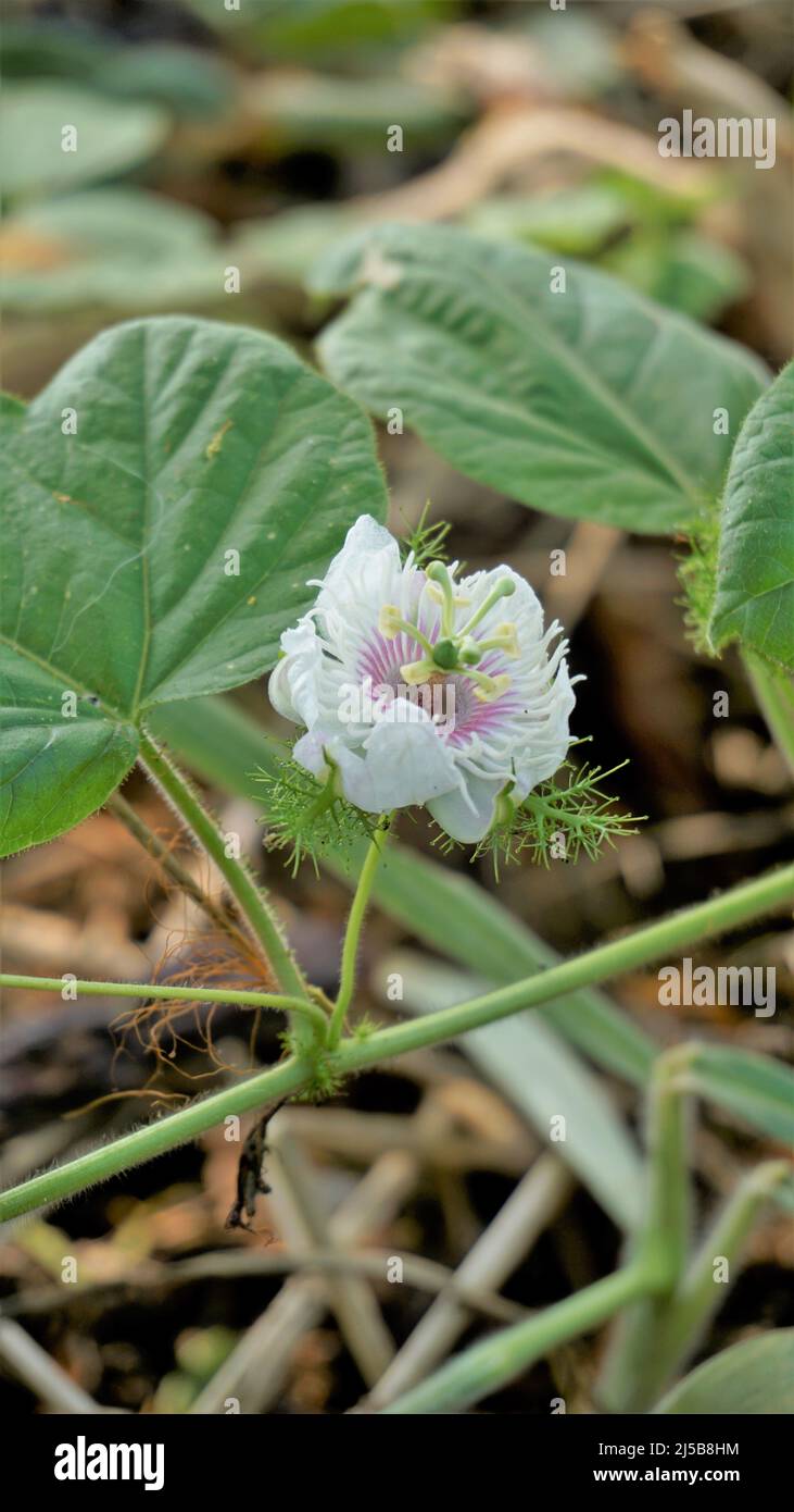 Fiori di Passiflora Foetida anche noto come Mosy passionflower, pop running, limone d'acqua selvaggia ecc. macchiati in BTM o lago di Madiwala Foto Stock