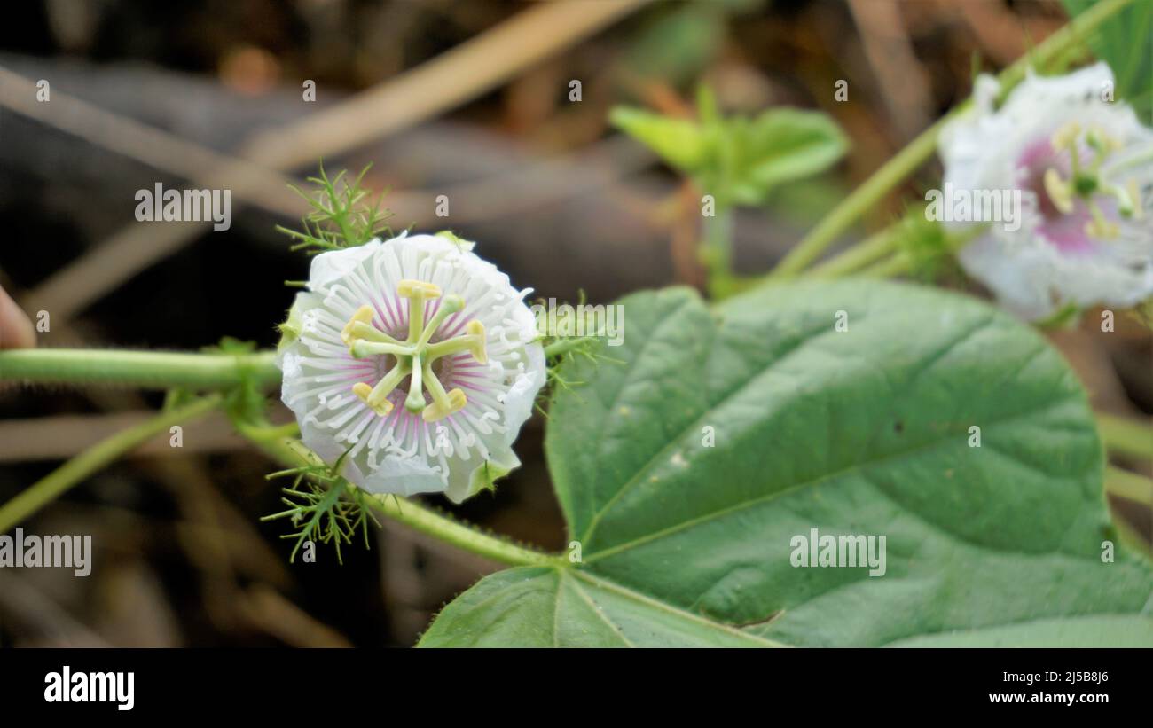 Fiori di Passiflora Foetida anche noto come Mosy passionflower, pop running, limone d'acqua selvaggia ecc. macchiati in BTM o lago di Madiwala Foto Stock
