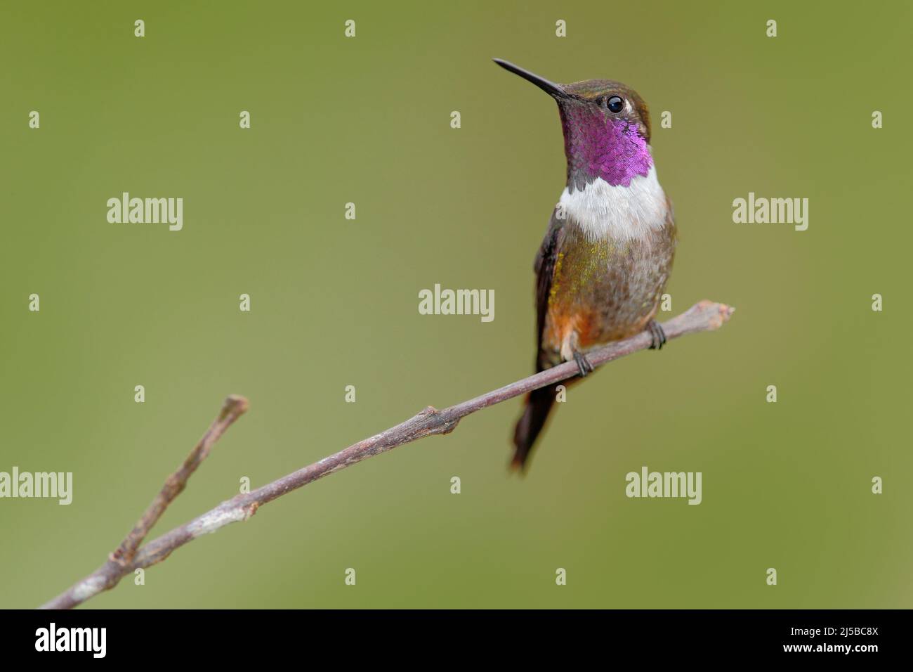 Woodstar viola, Calliphlox mitchellii, piccolo Hummingbird con colletto colorato in fiore verde e rosso. Uccello nella foresta tropicale gard Foto Stock