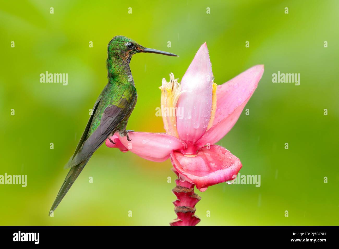 Hummingbird Empress Brilliant, Heliodoxa imperatrix, seduto su un bel fiore rosa, Tatama, Colombia. Scena faunistica dalla foresta tropicale. Fiore rosa Foto Stock