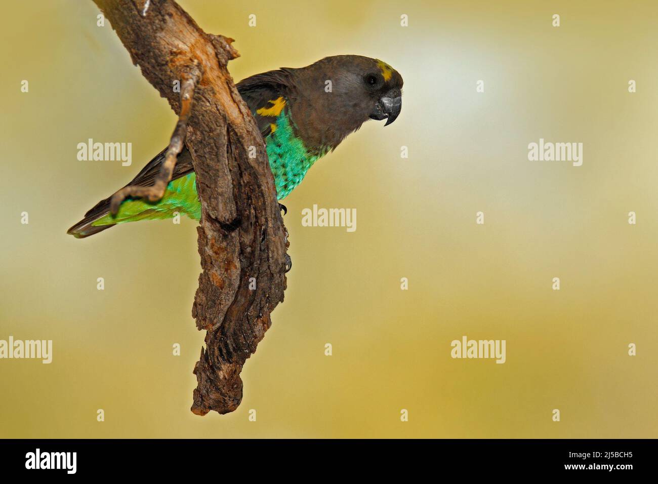 Pappagallo marrone, Poicephalus meyeri, uccello esotico verde e grigio seduto sull'albero, Botswana, Africa. Fauna selvatica scena dal safari. Pappagallo nel natu Foto Stock
