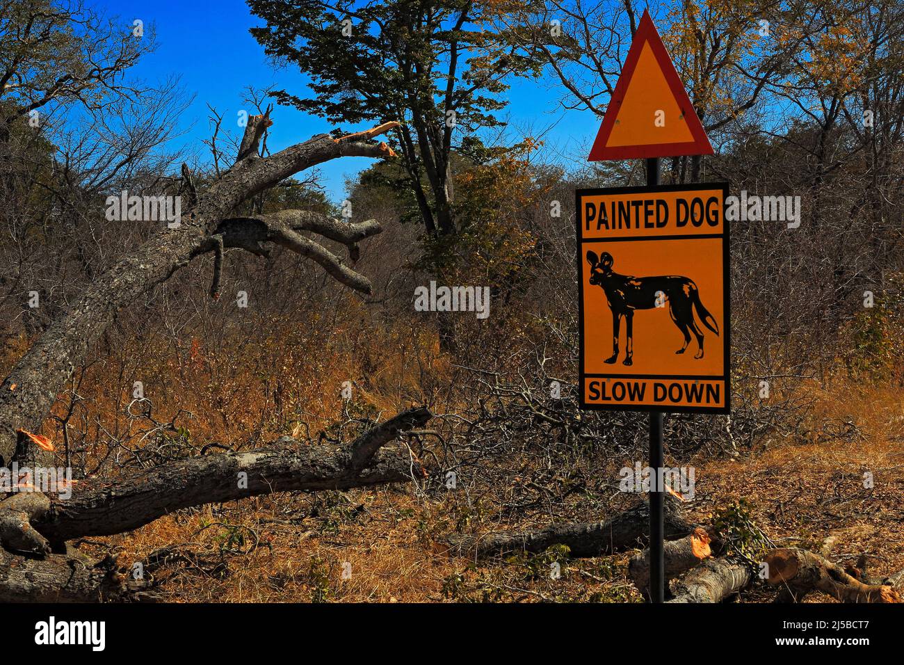 Segnaletica stradale con animale, cane dipinto, Rallenta. Vedova pericolosa in Africa. Busch vicino alla strada con cane dipinto. Paesaggio dall'Africa. Foto Stock