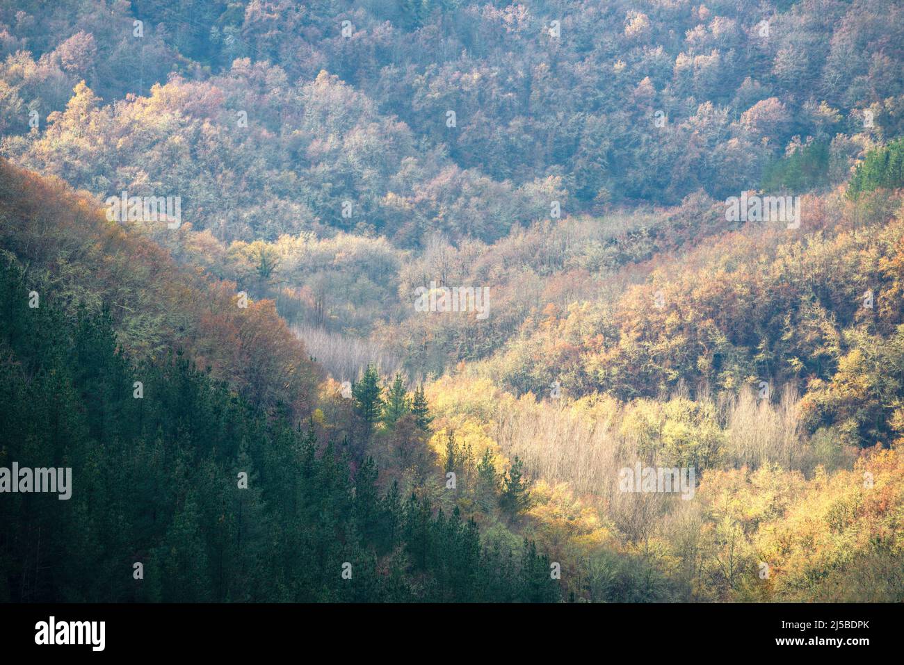 Toni ocra tenui nelle foreste miste in autunno ad Ancares Cervantes in Lugo Galizia Foto Stock