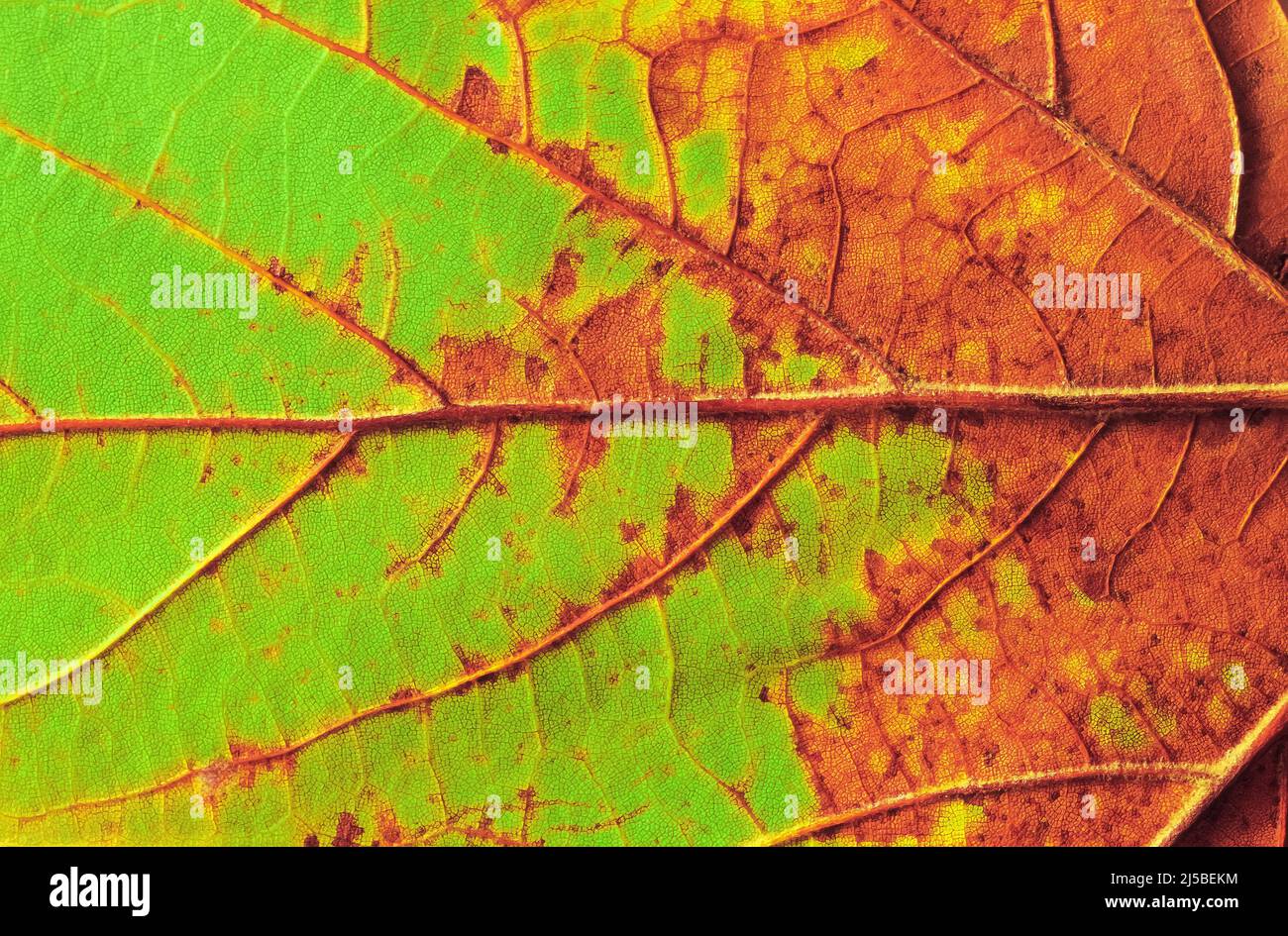 Primo piano di un foglio di acero invecchiato durante l'autunno o l'autunno Foto Stock