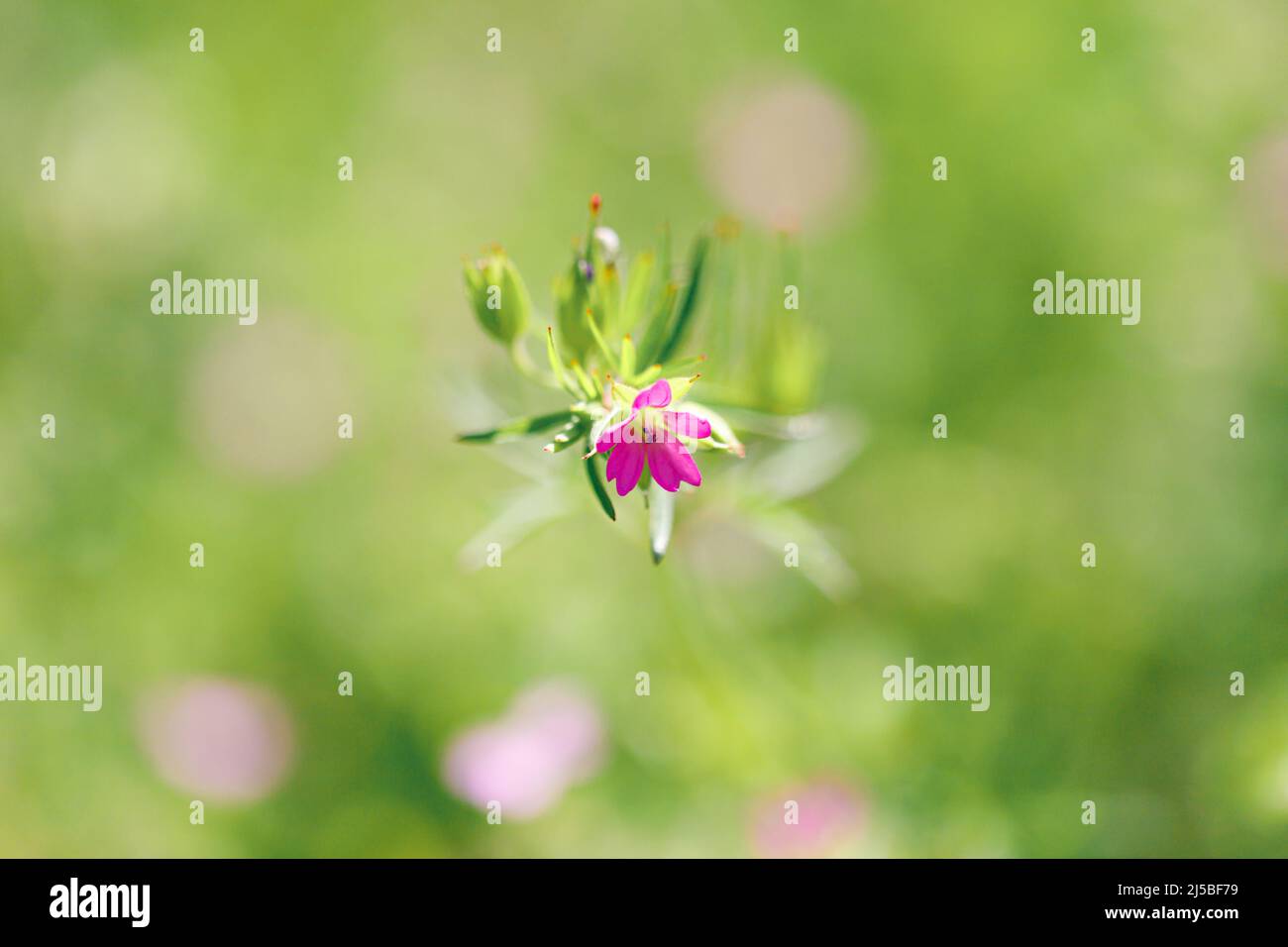 La pianta in fiore Geranium molle con fiori rosa-scuro primo piano cresce in una giornata di sole, primavera nel prato. Foto Stock