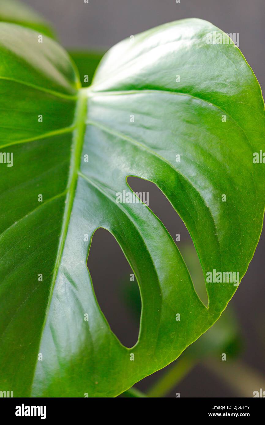 Foglie verdi di Monstera o Monstera Deliciosa in toni scuri, sfondo o verde foresta di pini tropicali. Foto Stock