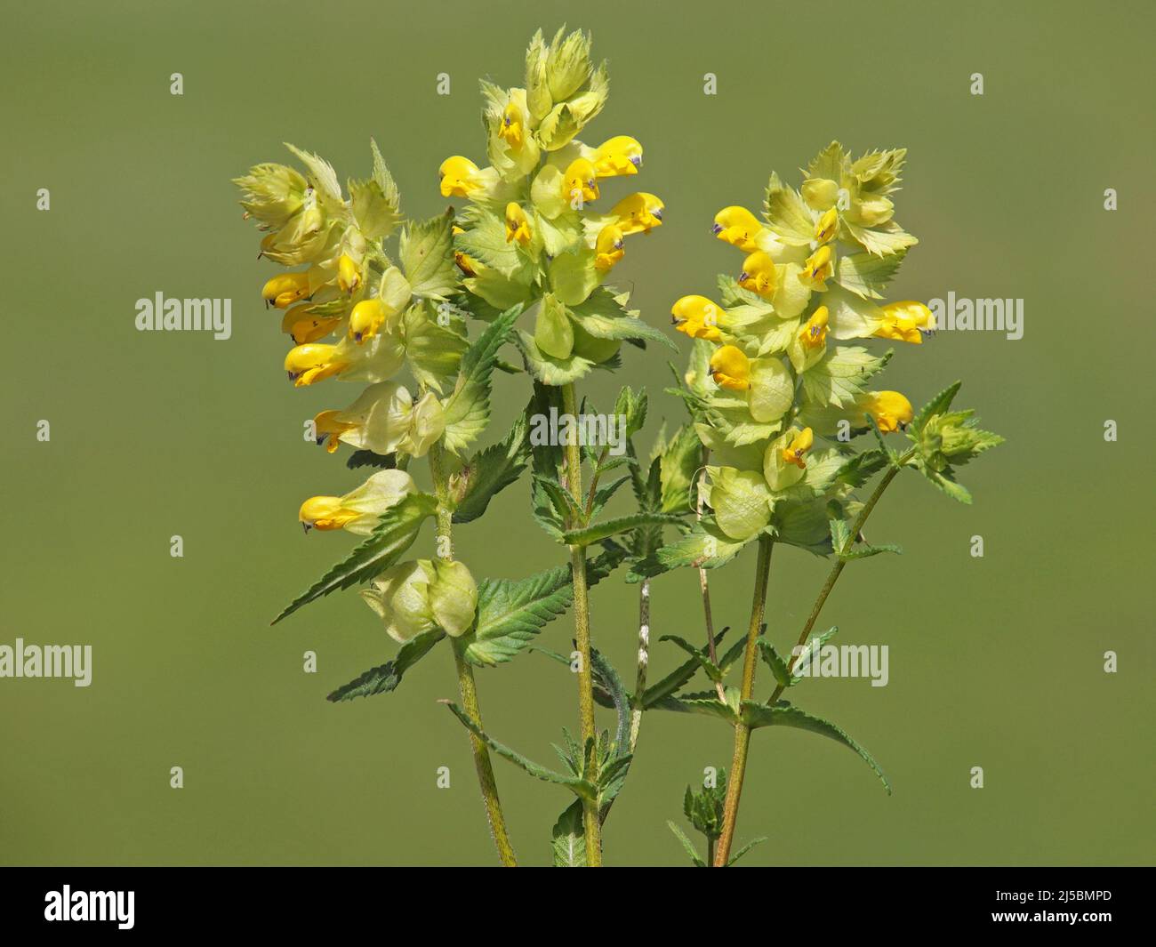 Fiore giallo rattolo pianta, Rhinanthus angustifolius Foto Stock