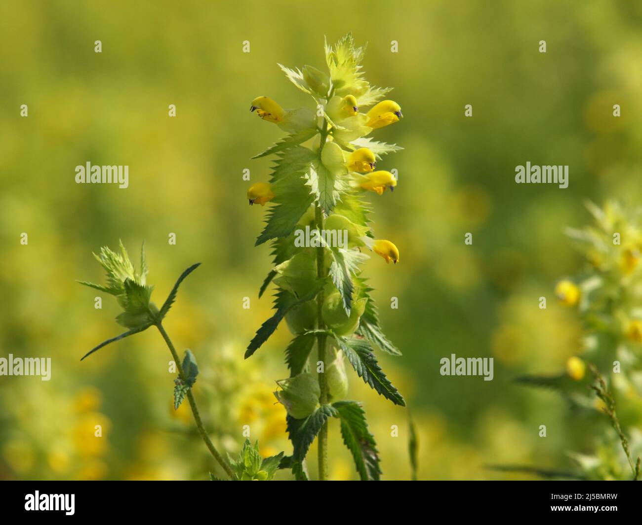 Fiore giallo rattolo pianta, Rhinanthus angustifolius Foto Stock