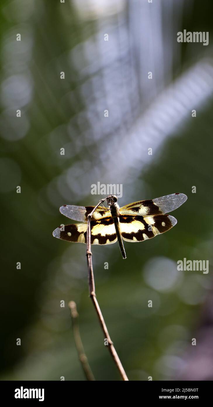 zoomata in verticale di una tigre libellula con ali gialle a fasce che si aggirano sulla parte superiore di un ramo nel giardino Foto Stock