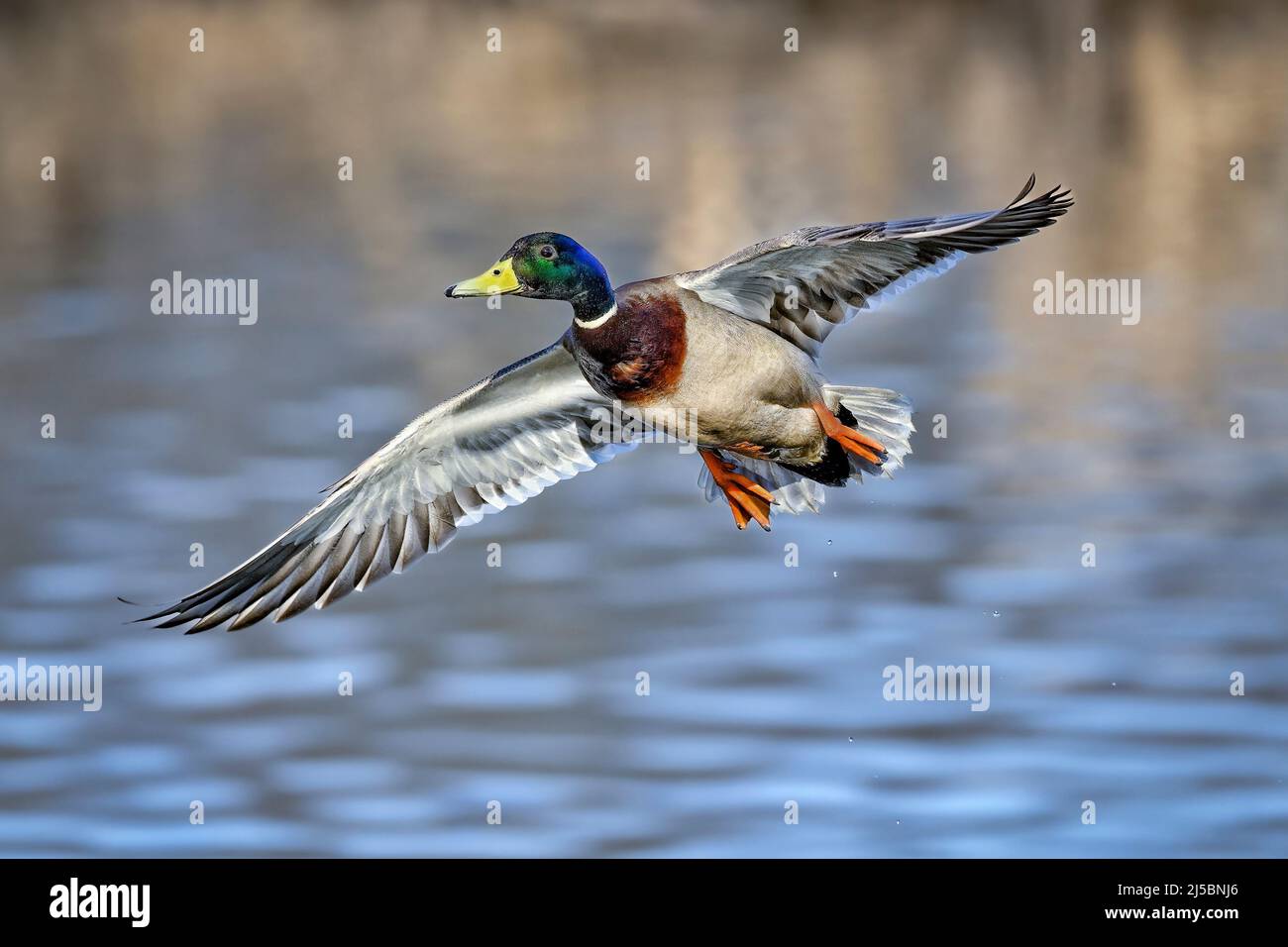 Germano reale in volo Foto Stock