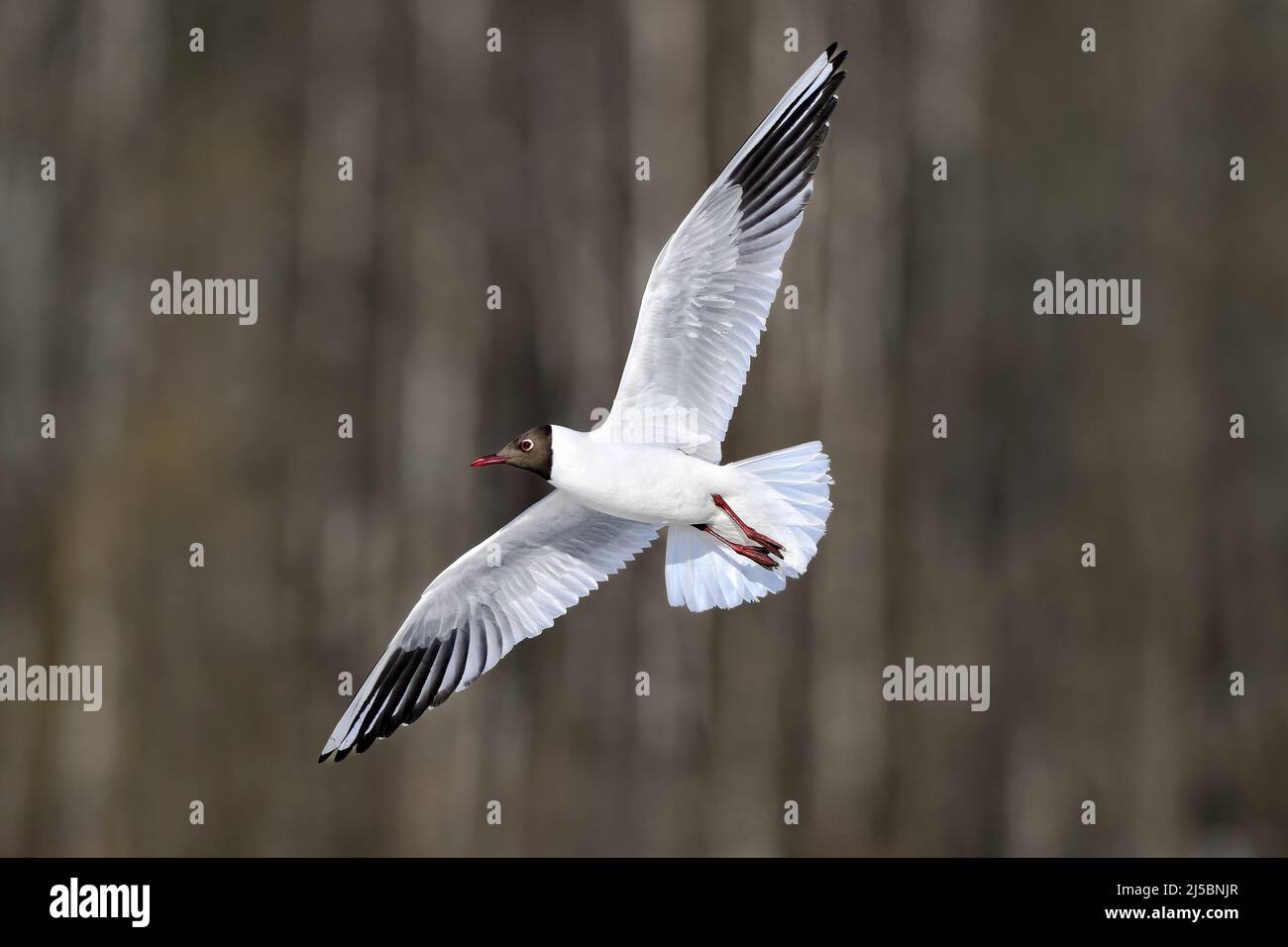 Gabbiano a testa nera in pieno swing Foto Stock
