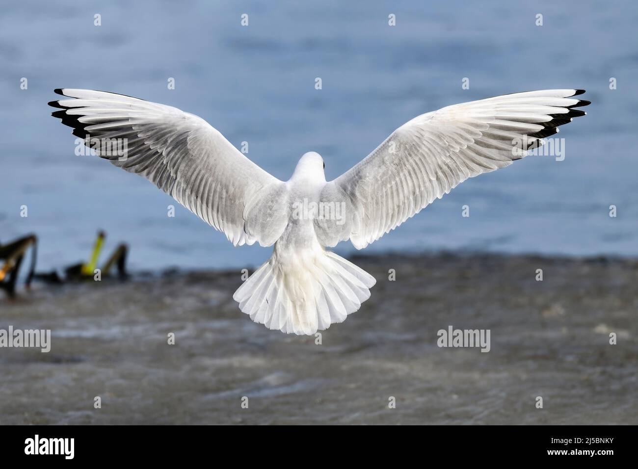 Backplane con testa nera e gabbiano in pieno swing Foto Stock