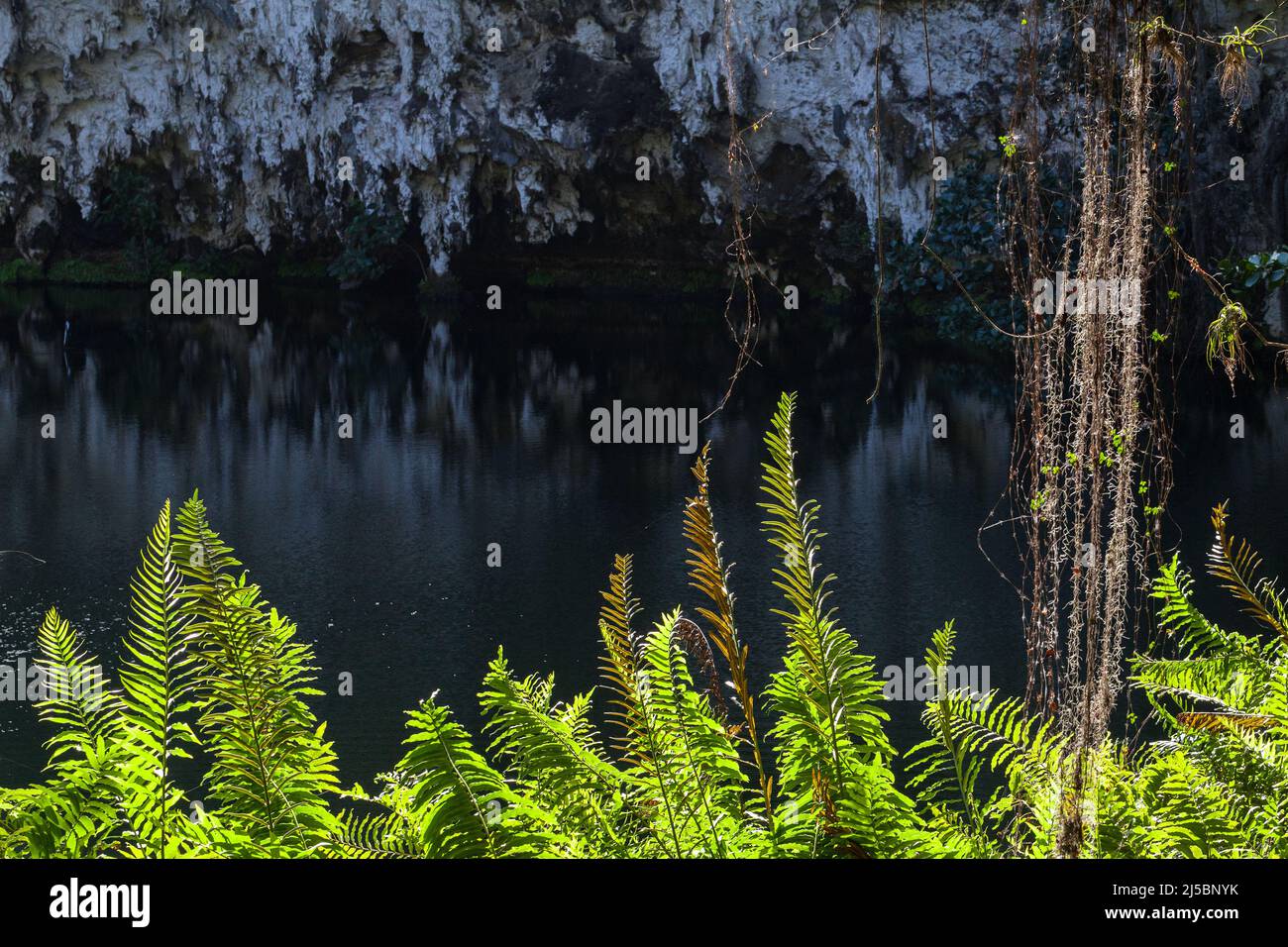 Foglie tropicali e acqua di lago al buio. Vista della grotta calcarea all'aperto Los Tres Ojos situata nel parco Mirador del Este, nel Santo Domingo, Foto Stock