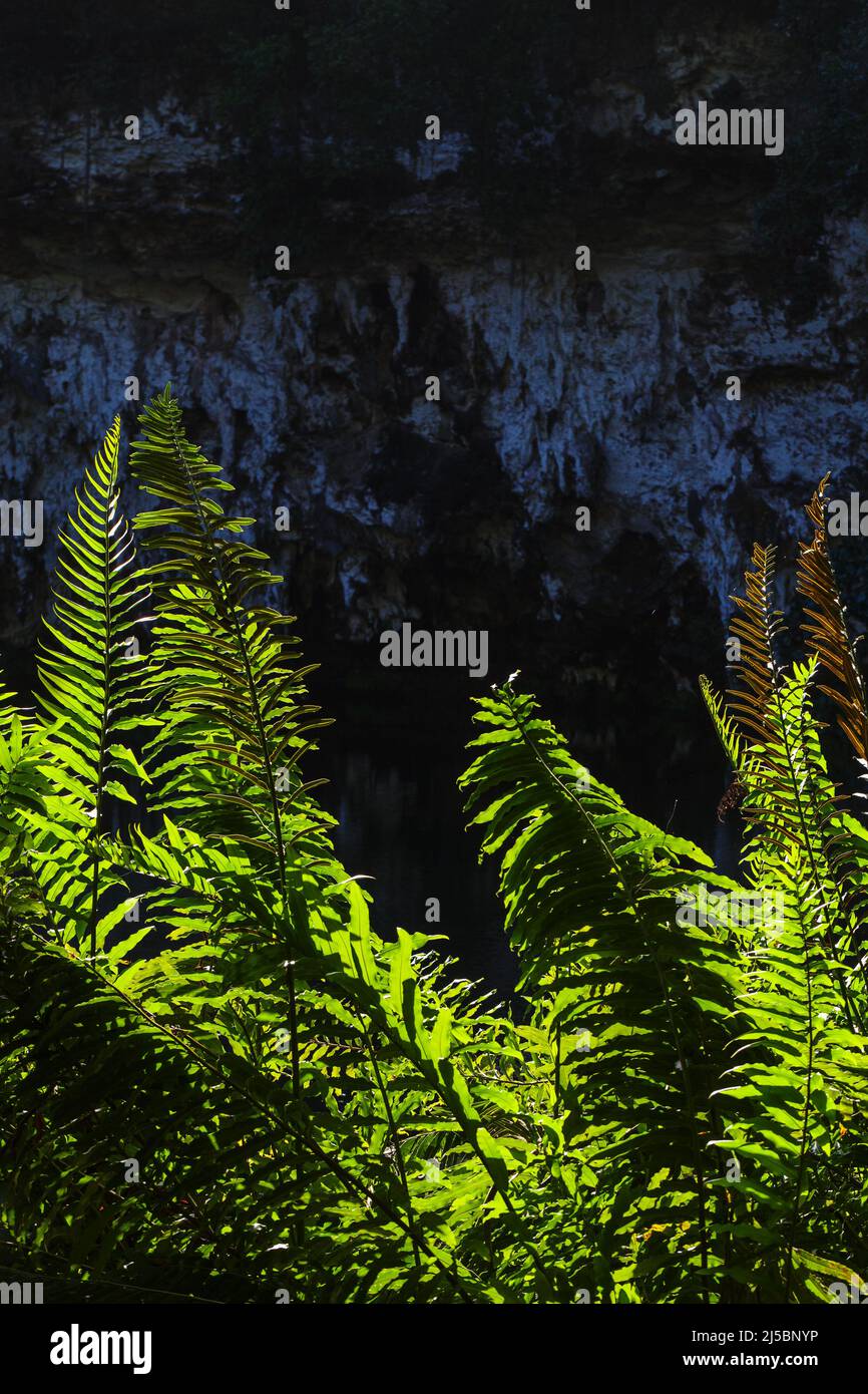 Foglie tropicali al buio. Vista della grotta calcarea all'aperto Los Tres Ojos situata nel parco Mirador del Este, nel Santo Domingo, Repub Dominicano Foto Stock