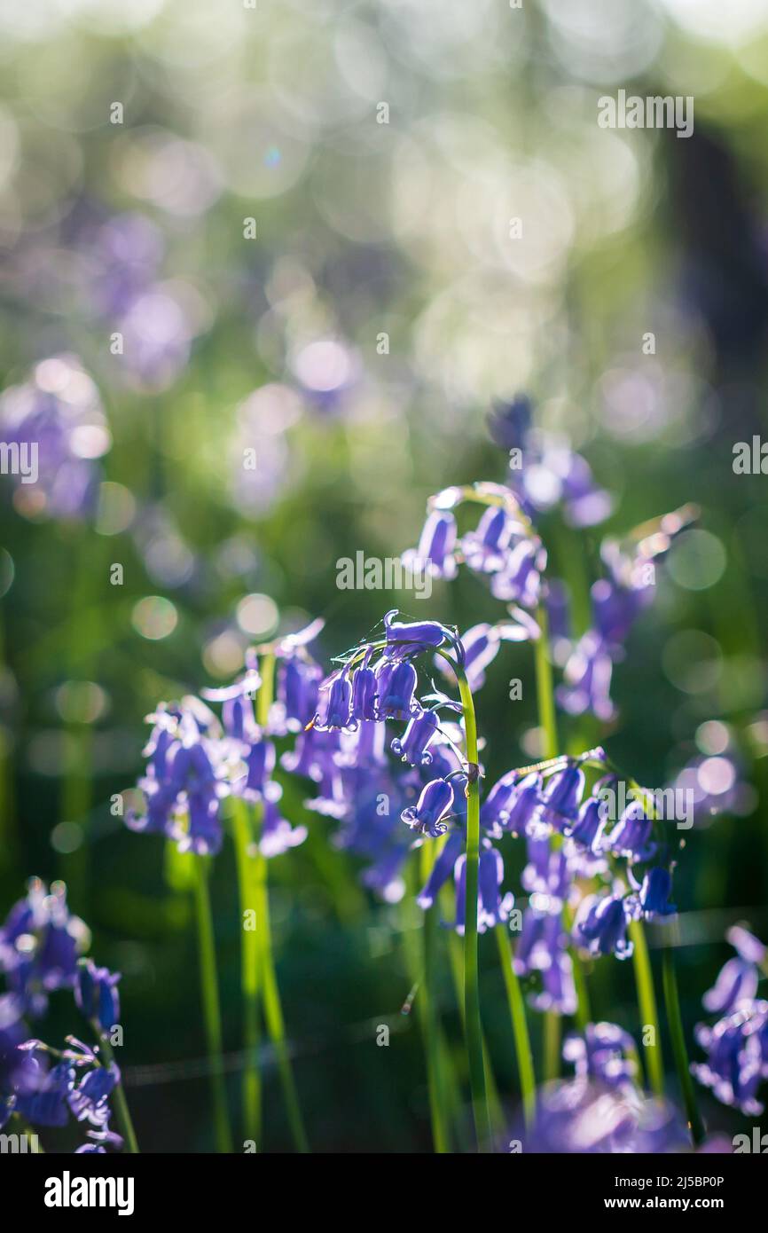 Bluebell fiori in primavera sole Foto Stock
