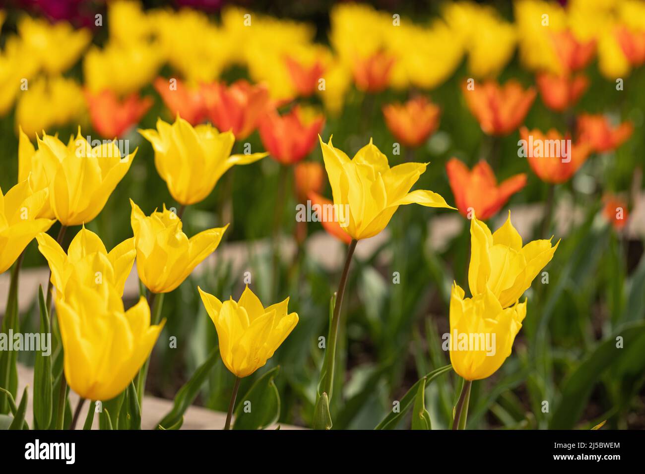 Primo piano di tulipani gialli e arancioni che fioriscono in un confine giardino presso i Bishop's Palace Gardens a Wells in primavera, Somerset, Inghilterra, Regno Unito Foto Stock