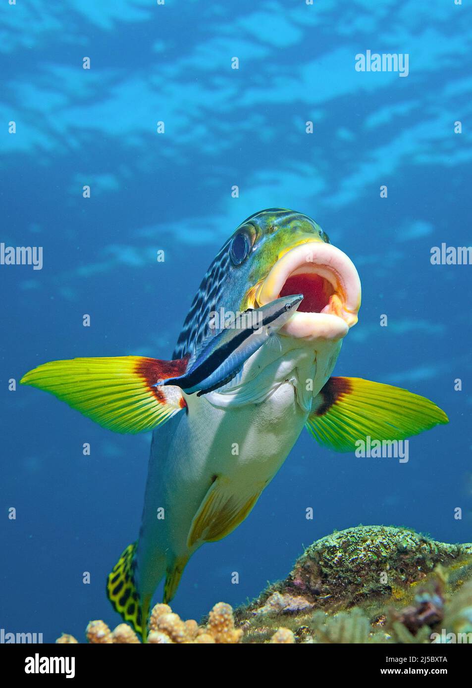 Pesce più pulito (Labroides dimidiatus) che pulisce un dolcificante rivestito o Yellowbanded Sweetlip (Plectorhinchus lineatus), Bali, Indonesia Foto Stock
