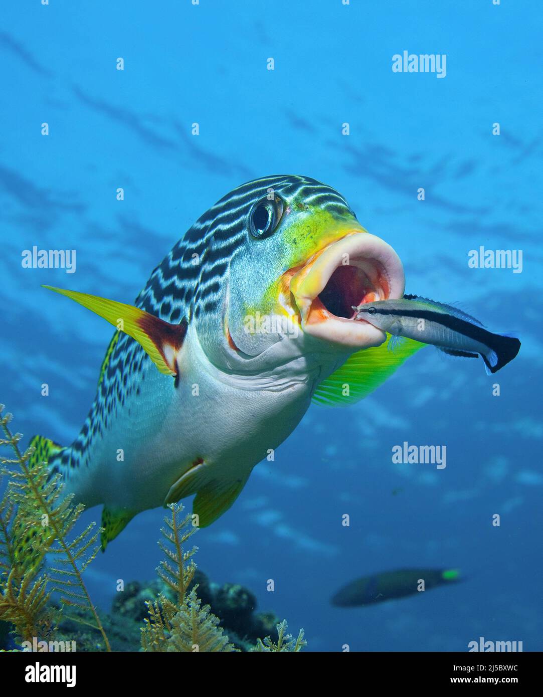 Pesce più pulito (Labroides dimidiatus) che pulisce un dolcificante rivestito o Yellowbanded Sweetlip (Plectorhinchus lineatus), Bali, Indonesia Foto Stock