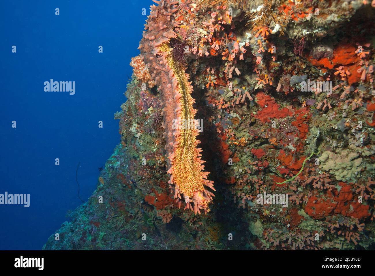 Cetriolo di mare (Thelenota ananas), in una barriera corallina, Atollo di North-Male, Maldive, Oceano Indiano, Asia Foto Stock