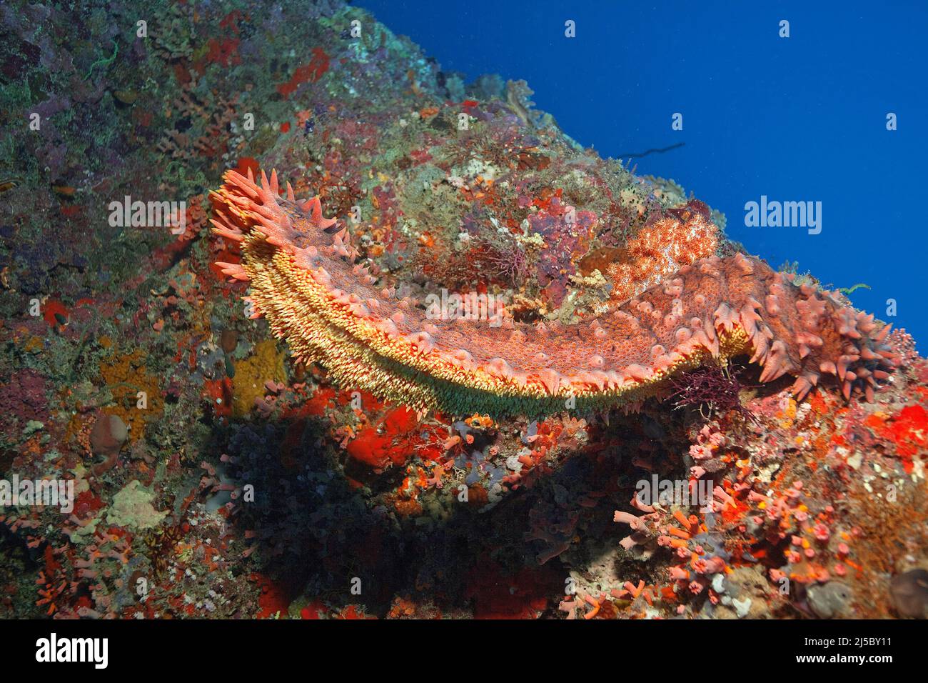 Cetriolo di mare (Thelenota ananas), in una barriera corallina, Atollo di North-Male, Maldive, Oceano Indiano, Asia Foto Stock