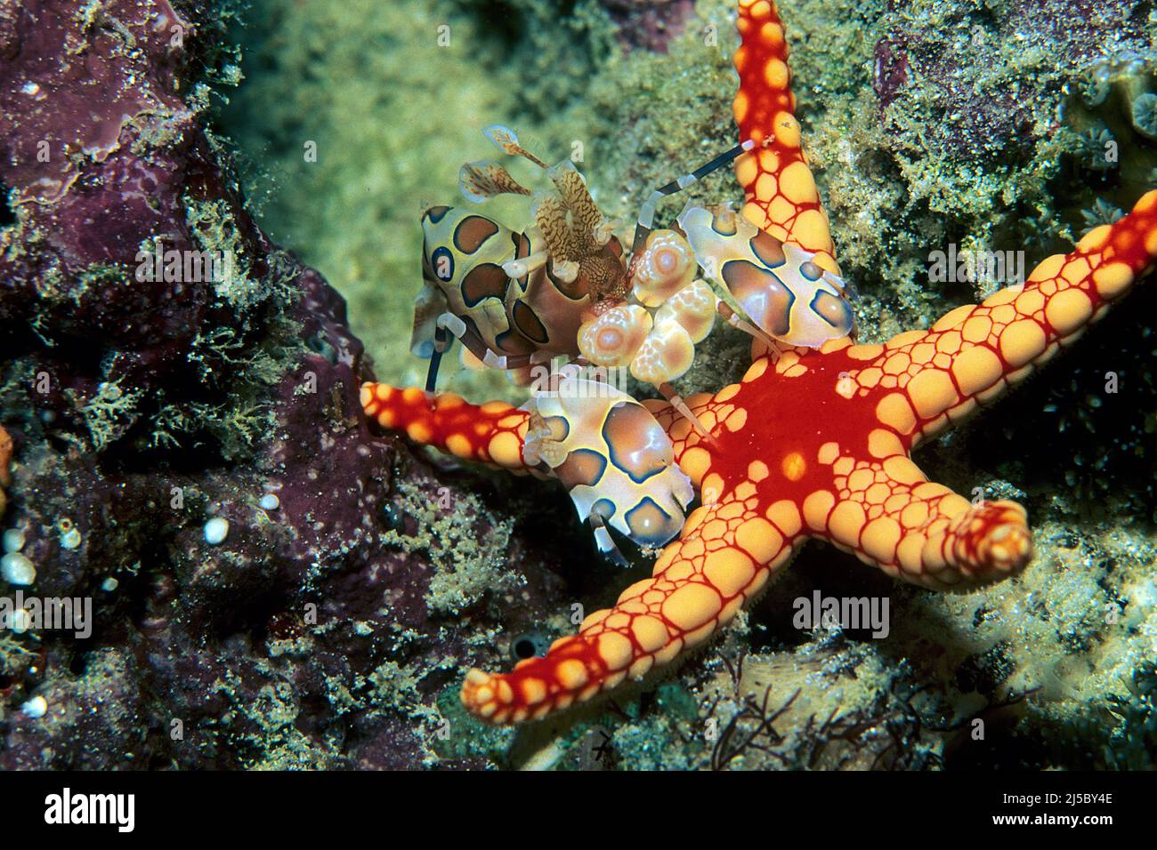 I gamberetti di Harlequin (Hymenocera picta) si nutre di una stella marina di Perla o di Necklace (Fromia monilis), Maldive, Oceano Indiano, Asia Foto Stock