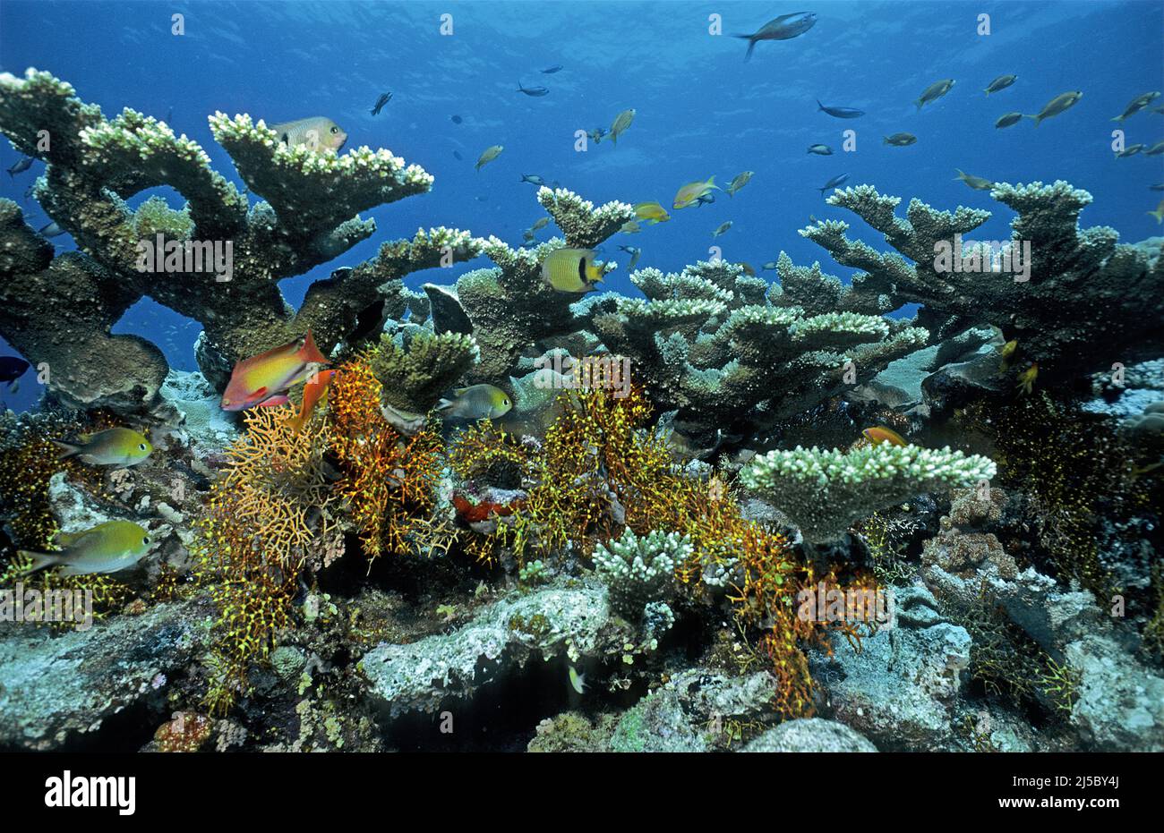 Barriera corallina delle Maldive, Elkhorn Corals (Acropora palmata), Maldive, Oceano Indiano, Asia Foto Stock