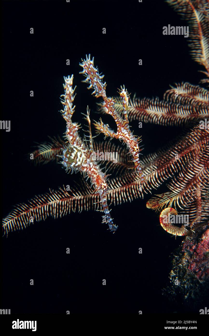 Pesce pepico ornato (Solenostomus paradoxus) ad una stella di piuma, Maldive, Oceano Indiano, Asia Foto Stock