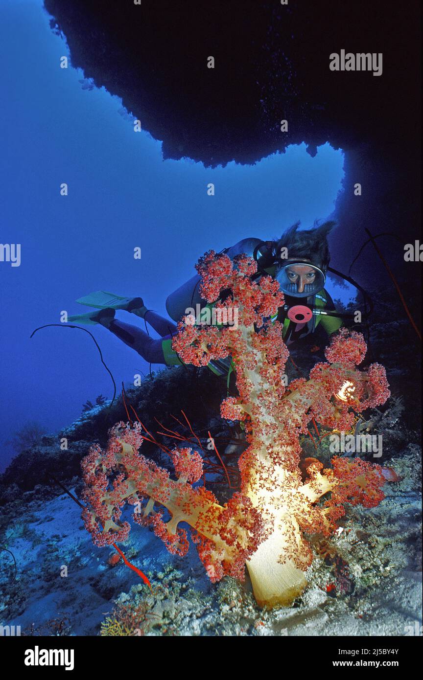 Il subacqueo guarda un corallo gigante, il Caulilfower Rosso (Dendronephthya klunzingeri), l'Atollo di Ari, Maldive, Oceano Indiano, Asia Foto Stock