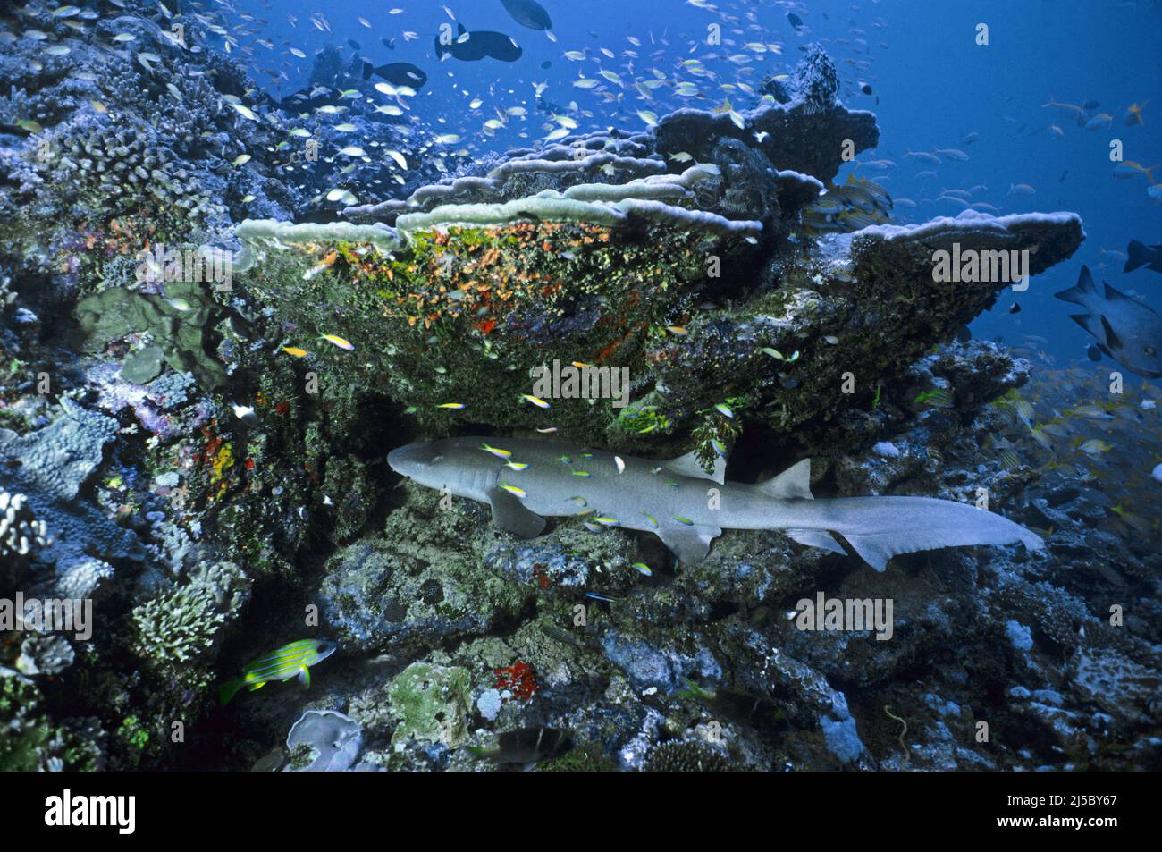 Squalo infermiera Tawny (Nebrius ferrugineus), dormire in una barriera corallina, Maldive, Oceano Indiano, Asia Foto Stock