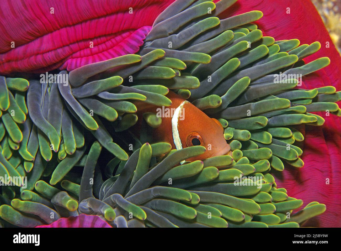 Anemonefish di Maldive (Anemonefish di Amphiprion nigripes), Atollo di Ari, Maldive, Oceano Indiano, Asia Foto Stock