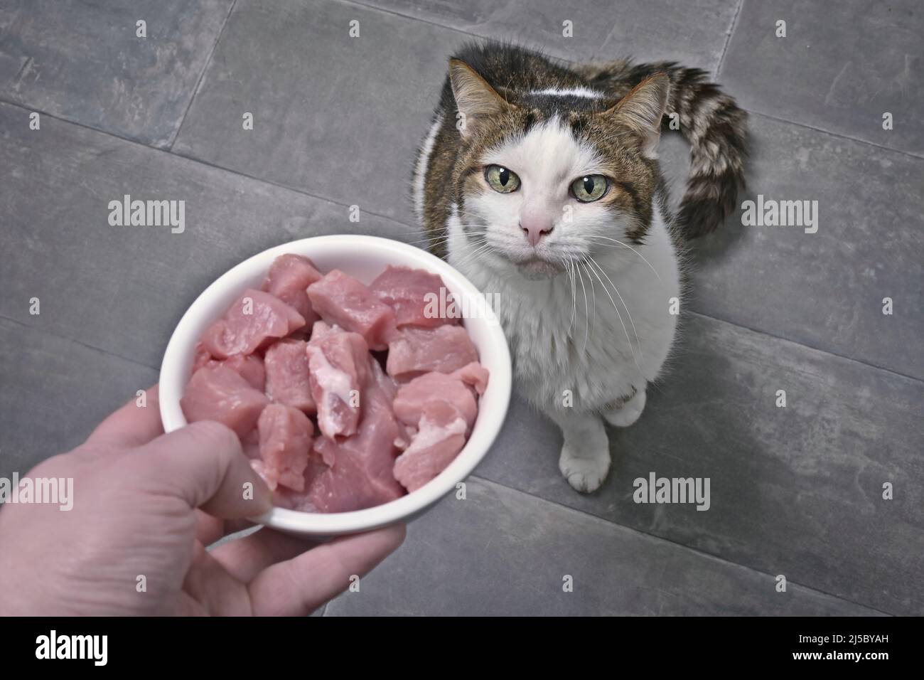 Divertente gatto tabby che guarda curioso fino ad una ciotola con carne fresca. Foto Stock