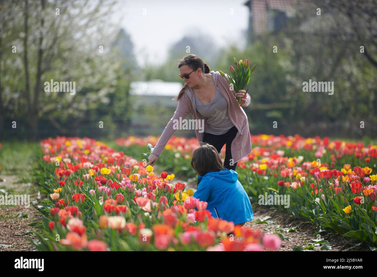 Feld mit Tulpen zum selber pfluecken. Tulpen in verschiedenen Farben eines Landwirts Laden zum selber pluecken ein. Eine junge Mutter mit Sonnenbrille Foto Stock