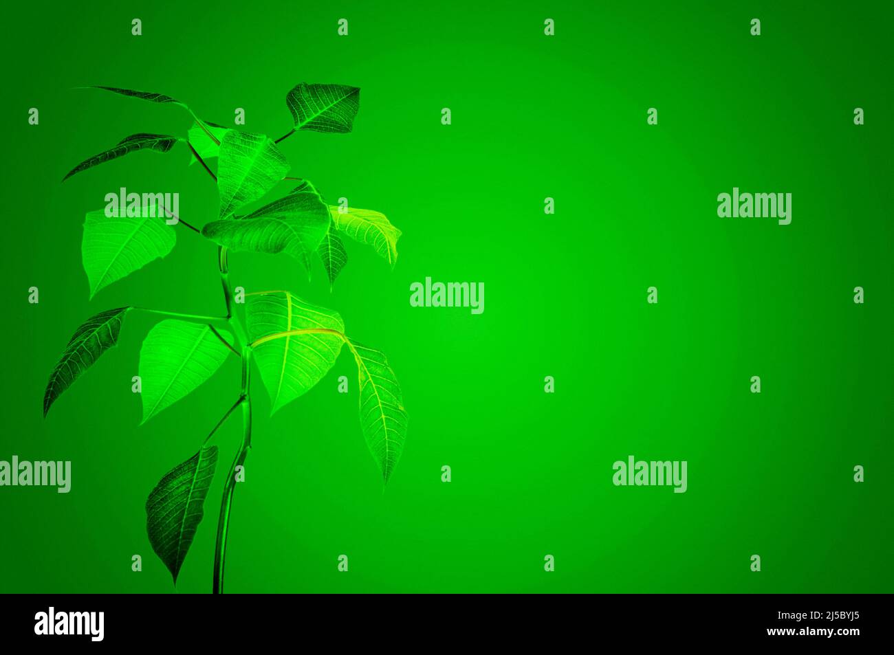 pianta verde su sfondo verde, concetto di transizione verde Foto Stock