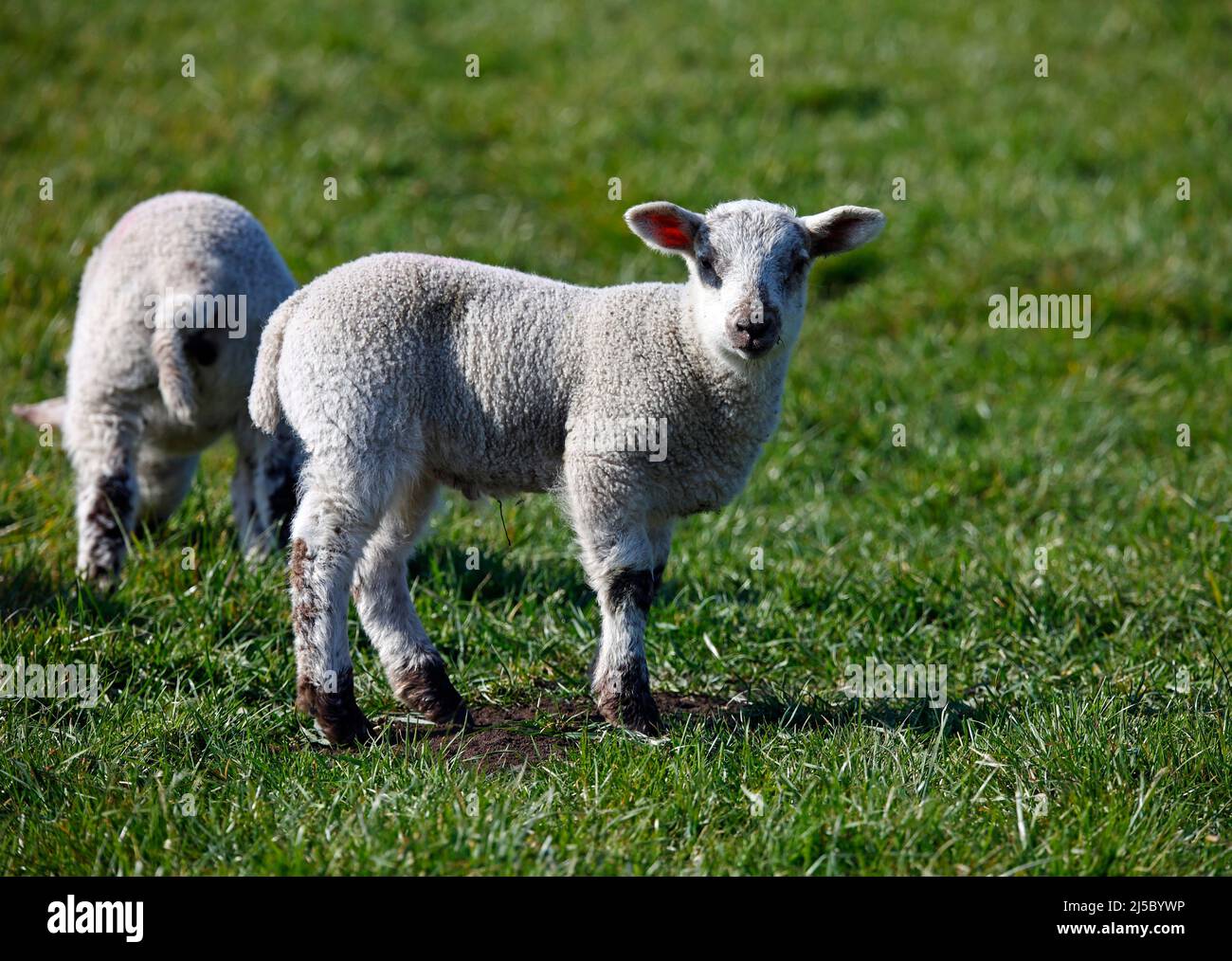 Agnelli nati di recente in un prato erboso Foto Stock