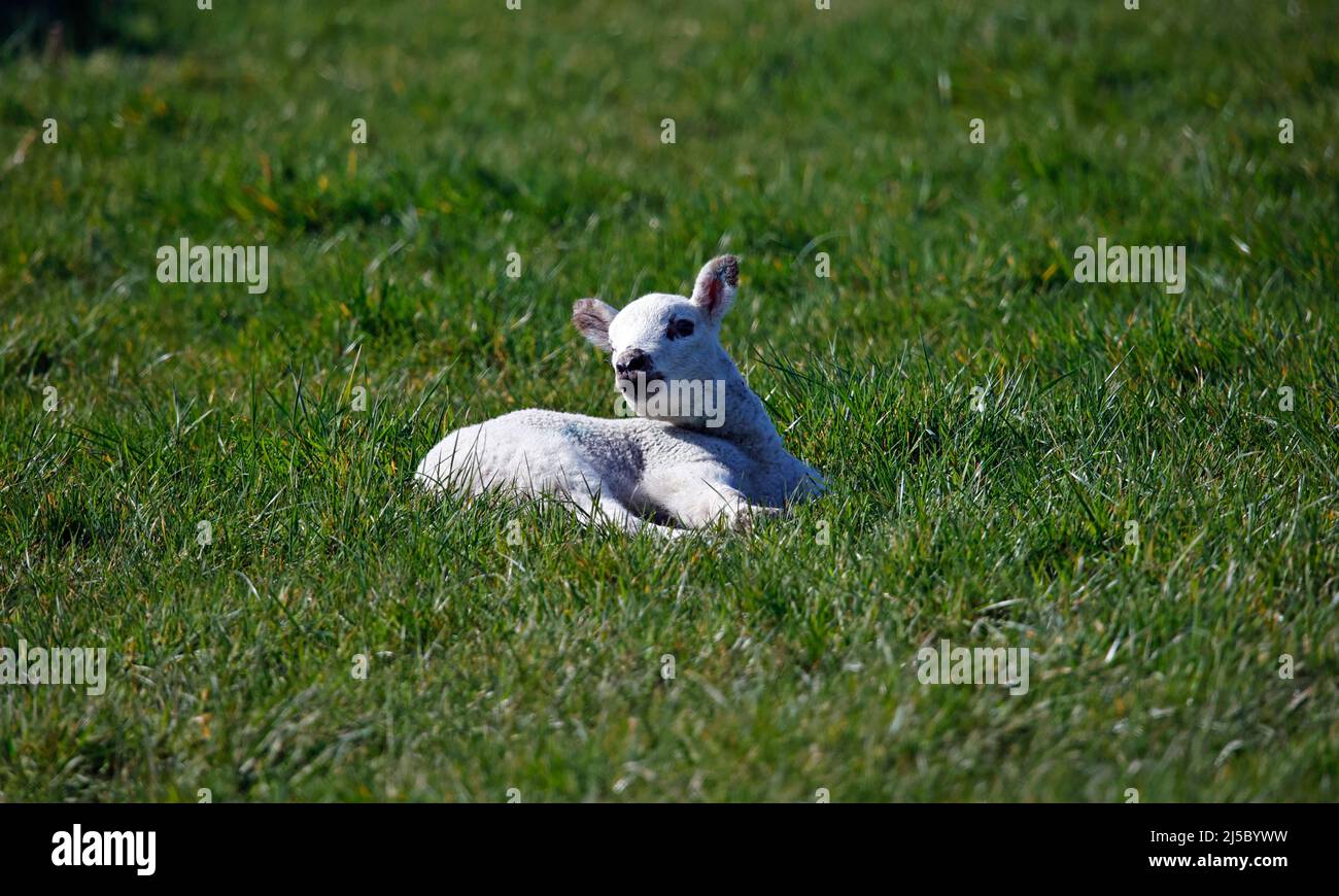 Agnelli nati di recente in un prato erboso Foto Stock
